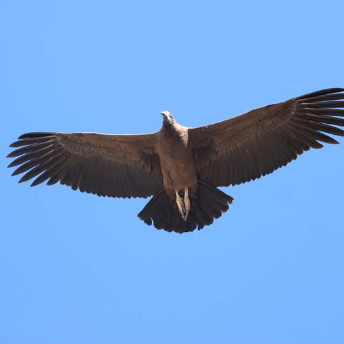 Photo #12457167
