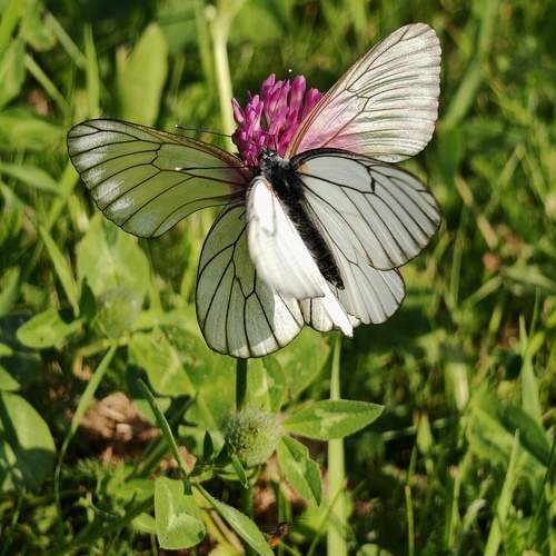 Свадьба бабочек. Butterfly wedding.
