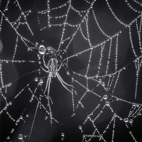 Фотография #12457655