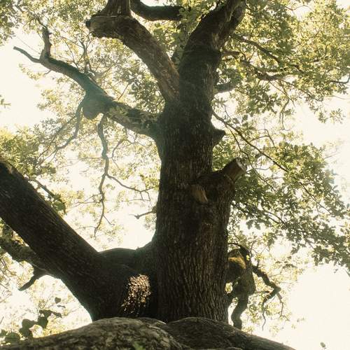 Photo #12457780