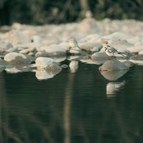 Photo #12457786