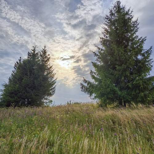 Photo #12457871