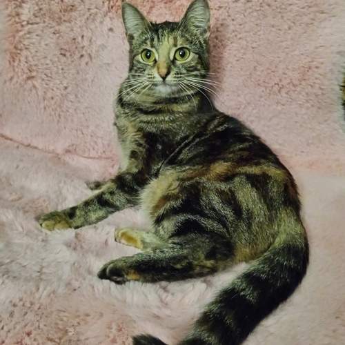 Photo #12458104
