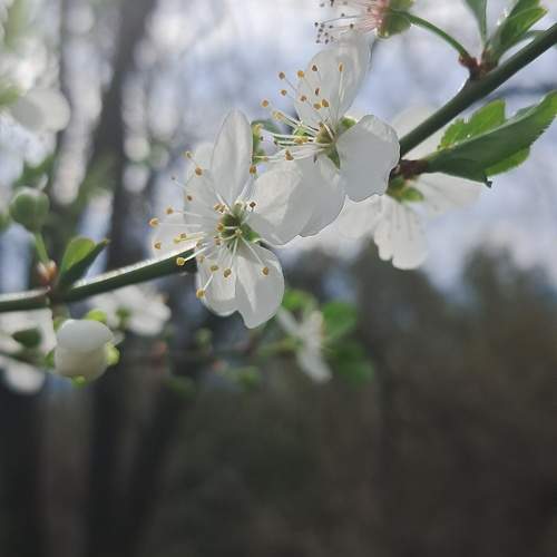Photo #12458508