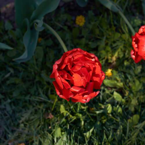 Tulip
