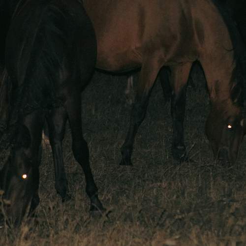 Photo #12458913