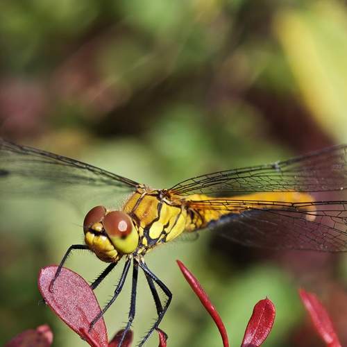 Photo #12459889