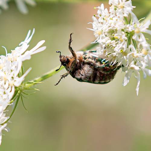 Photo #12461048