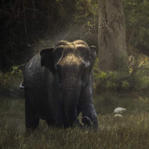 Photo #12461452