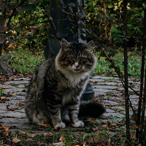 Photo #12461663