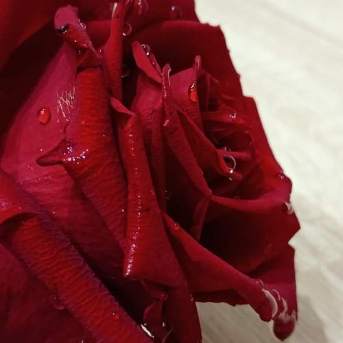 Photo #12461725