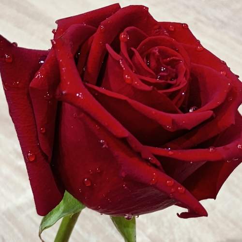 Photo #12461735
