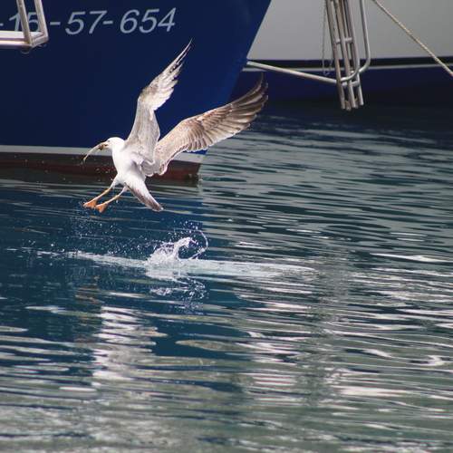 Photo #12463435