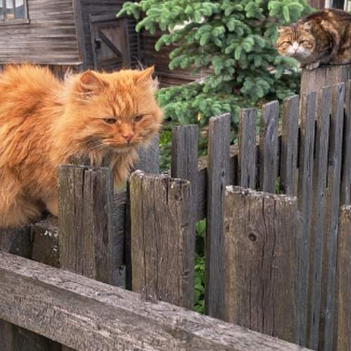 Кошачье счастье