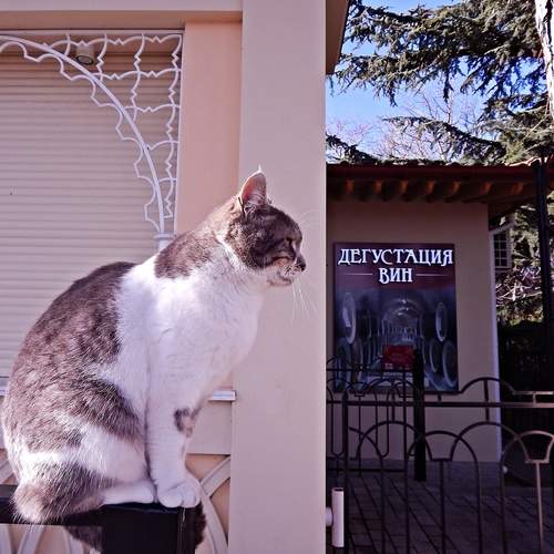 Photo #12466390