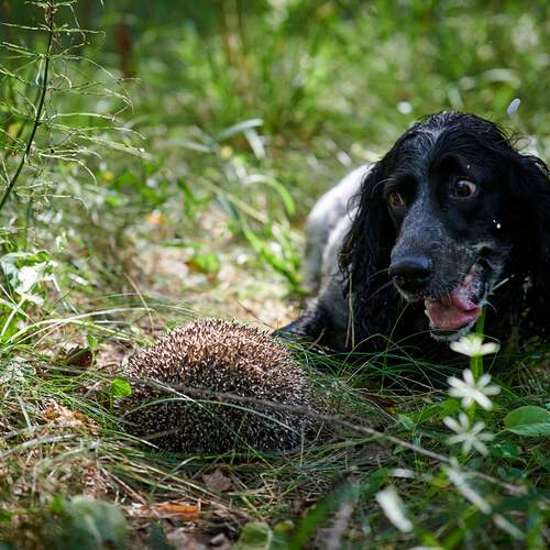 Photo #12466458