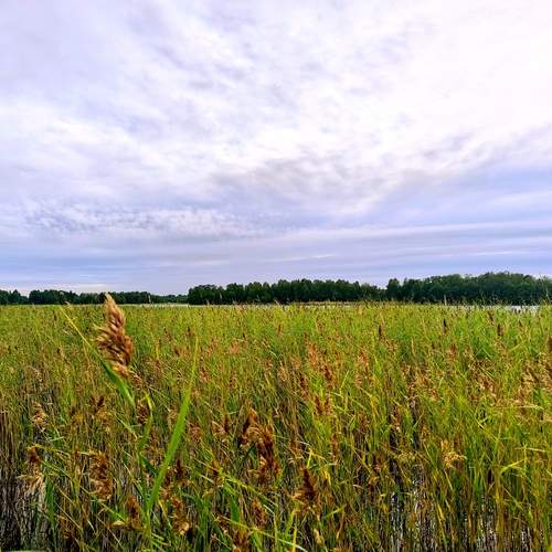 Photo #12467962