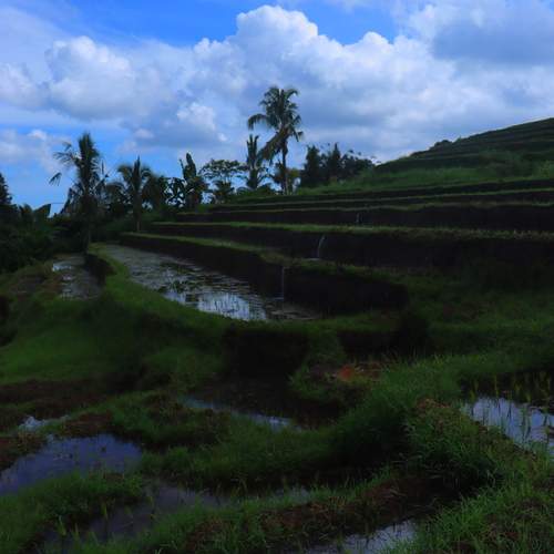 Rice field