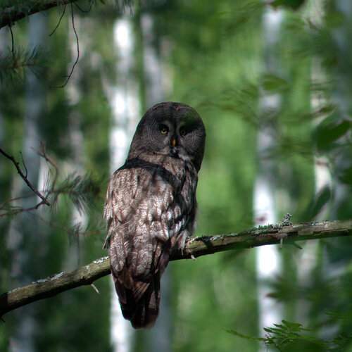 Photo #12469264