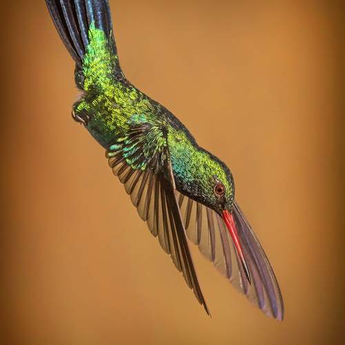 Photo #12469560
