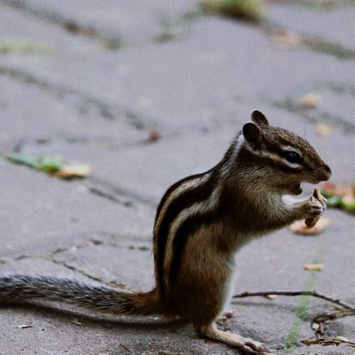 Photo #12470404