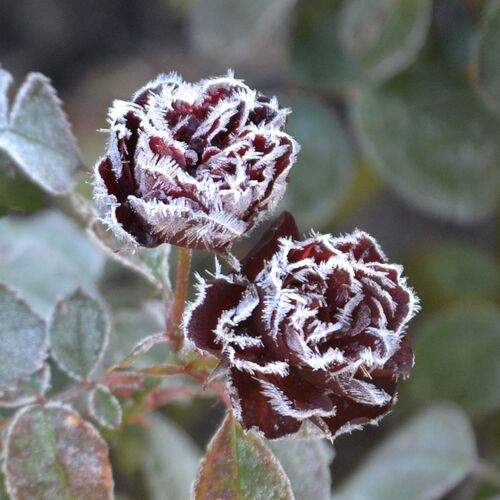 Photo #12470885