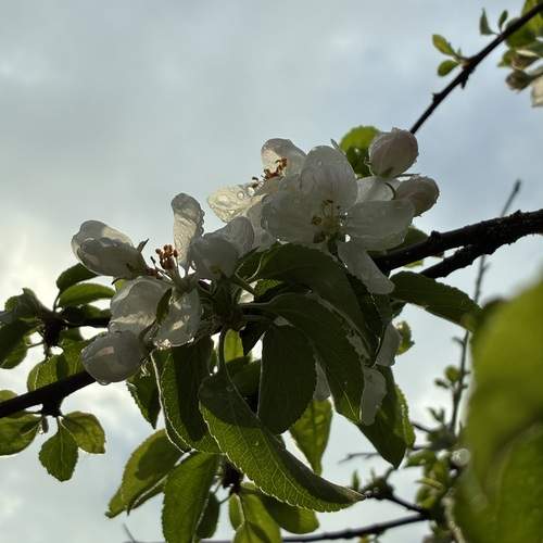 Photo #12471162