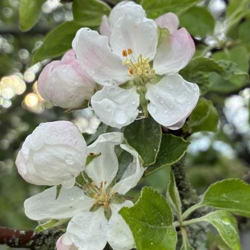 Photo #12471163