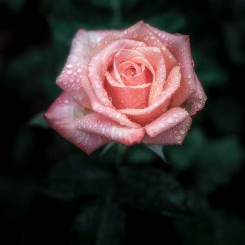 Photo #12471284