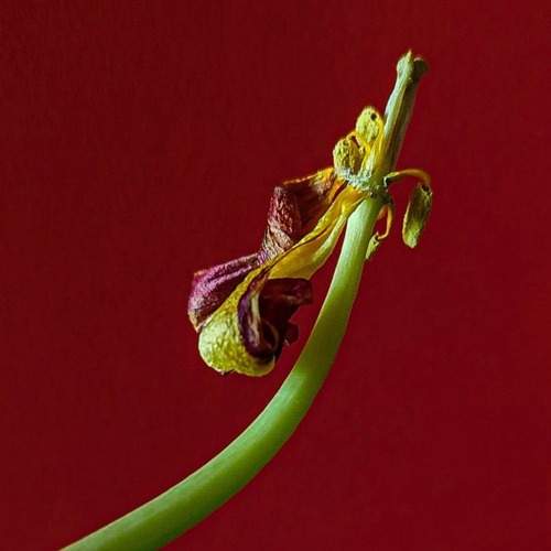 Photo #12471564