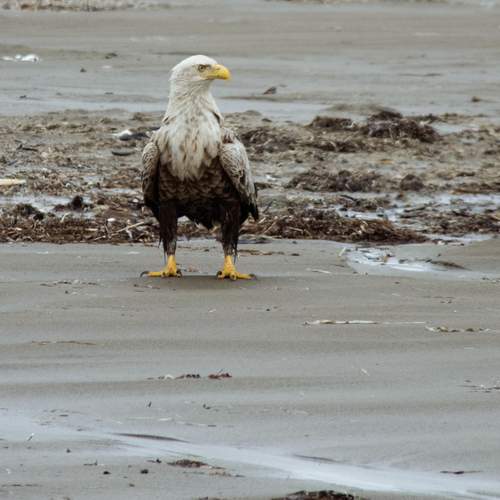 Photo #12471763