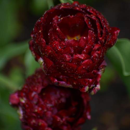 Photo #12472105