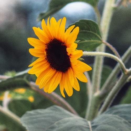 Photo #12472246