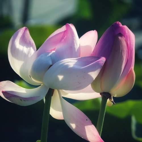 Photo #12472248