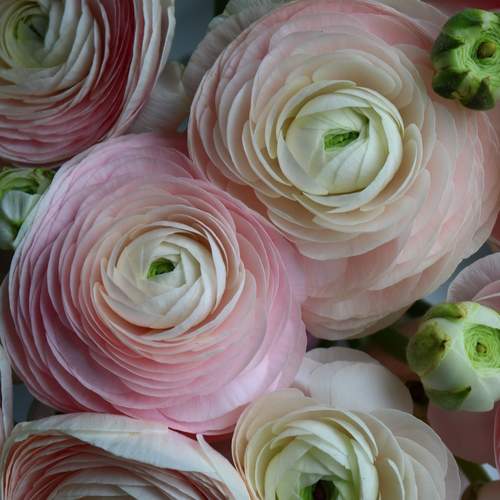 Photo #12472354