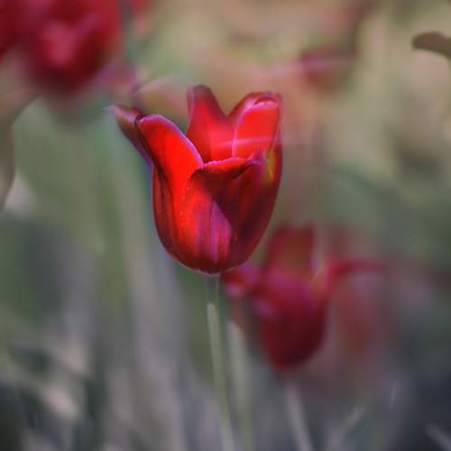 Tulip