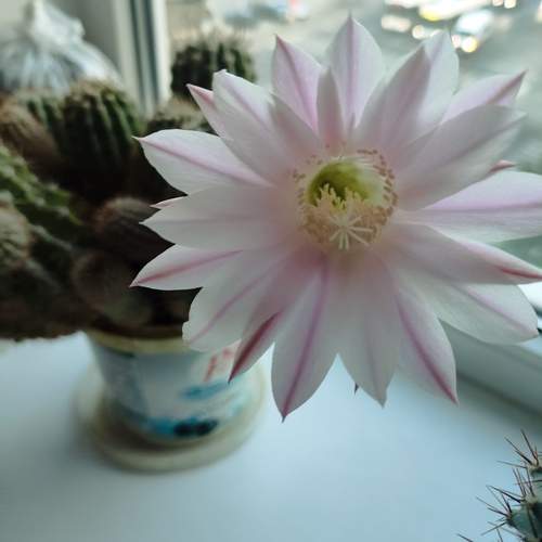 Photo #12472911
