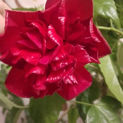 Photo #12473159