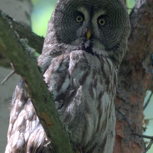 Photo #12473289