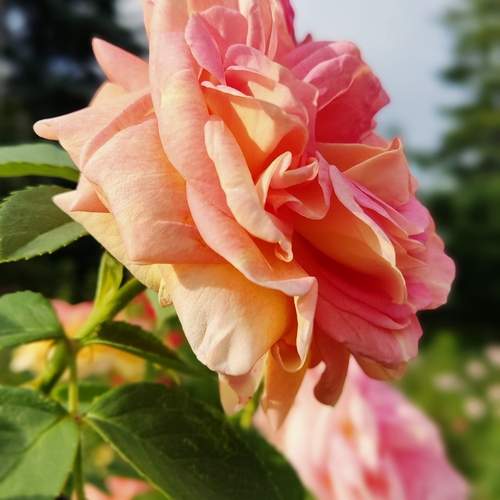 Photo #12473642