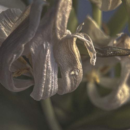 Photo #12473747