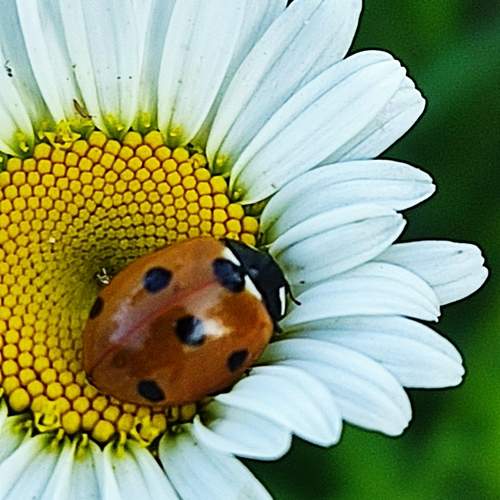 Photo #12473803