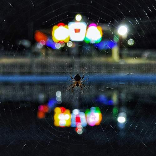 Nature’s web woven in front of divine light