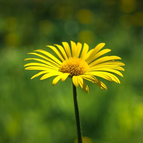 Doronicum