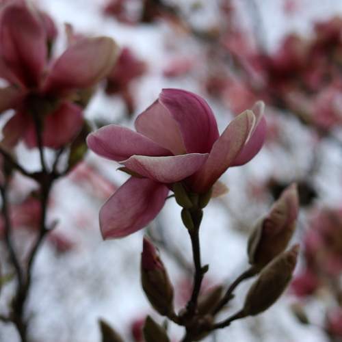 Photo #12474054