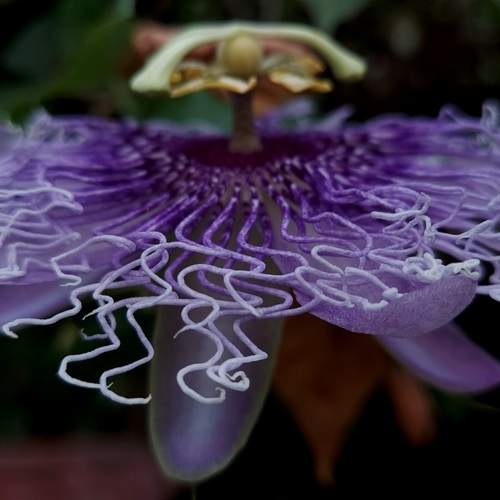 The Passion Flower