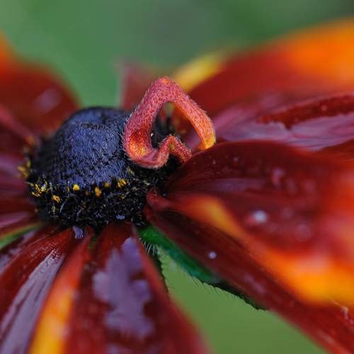 Photo #12474582