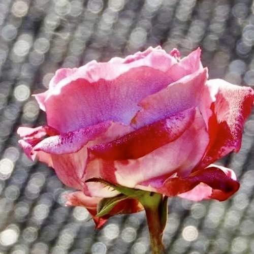 Photo #12474628