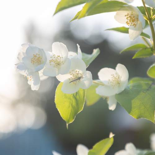 Photo #12474929