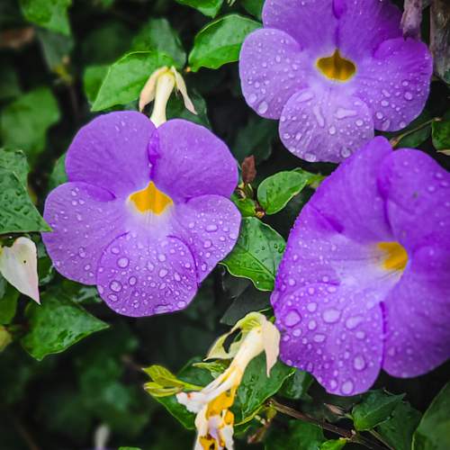 Purple Hibiscus